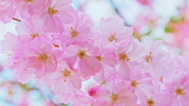 Bela flor rosa flor na primavera
 - Filmagem, Vídeo