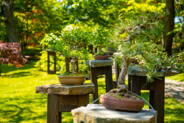 Bonsai-Baum im japanischen Garten mit Purpurstrauch im botanischen Garten Troja, Prag, Tschechische Republik - Foto, Bild