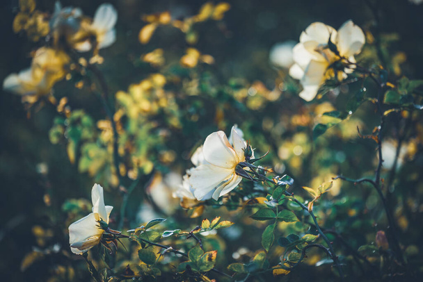 ベットFiguerasの繊細な花は午後にブッシュを起こしました - 写真・画像