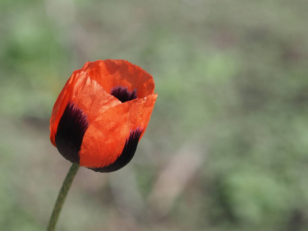 red poppy flower on a wild field (Papaveraceae) - Photo, Image