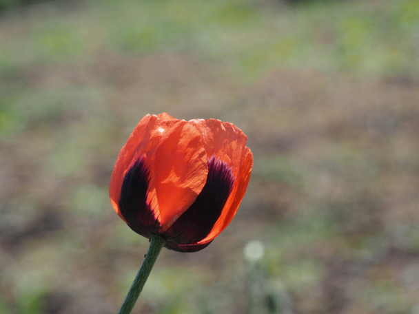 Vahşi bir arazide kırmızı gelincik çiçeği (Papaveraceae) - Fotoğraf, Görsel