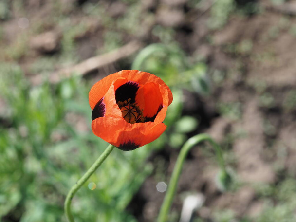 czerwony kwiat maku na dzikim polu (Papaveraceae) - Zdjęcie, obraz