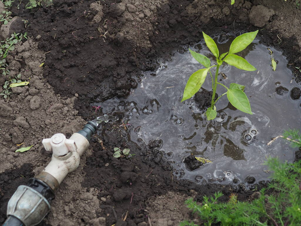 Bewässerung aus einem Schlauch mit Wasser Paprikapflanzen - Foto, Bild