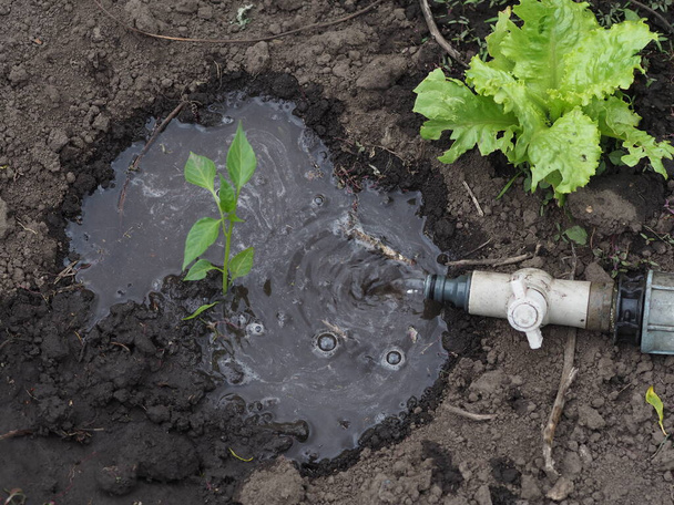 Bewässerung aus einem Schlauch mit Wasser Paprikapflanzen - Foto, Bild