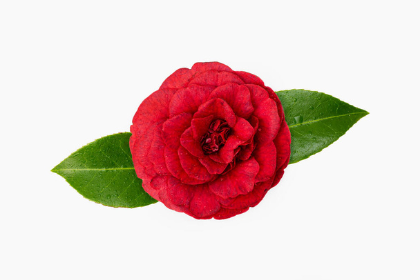 Red camellia flower with dew drops isolated on white background. Winter rose - Photo, Image
