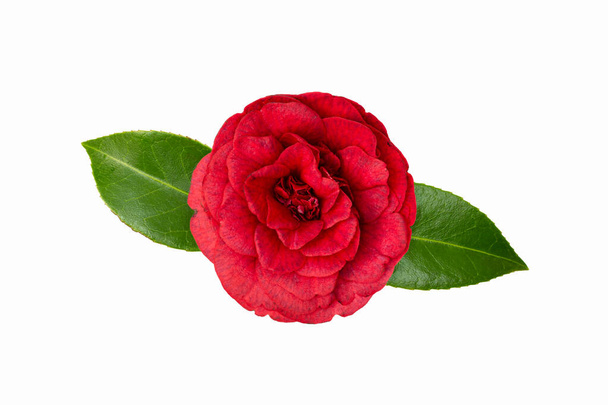 Червона квітка камелії ізольована на білому тлі. Зимова троянда
 - Фото, зображення