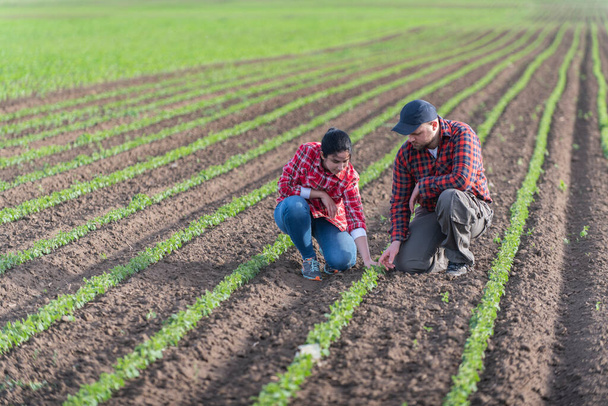 Giovani agricoltori esamini piantati giovane soia in primavera
 - Foto, immagini