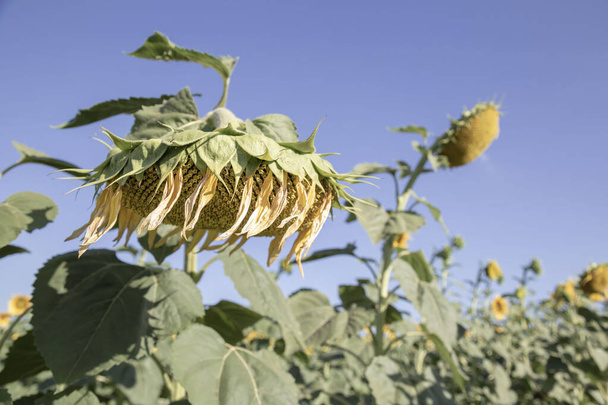 подсолнечник, полный созревших семян, в поле
 - Фото, изображение