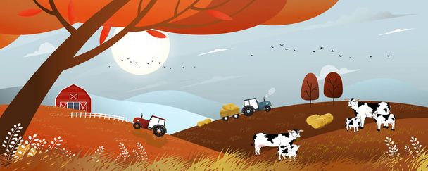 Векторный осенний пейзаж с видом на восход солнца на поле для сбора урожая с трактором, деревянным сараем, коровами и соломенными тюками в сельской местности, панорама сельхозугодий осенью с апельсиновой листвы, Праздник середины осени
 - Вектор,изображение
