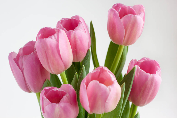 Group of pink tulips isolated on white background. Live nature. - Foto, immagini
