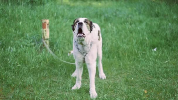 grande central asiático pastor perro es ladrando al aire libre
 - Imágenes, Vídeo