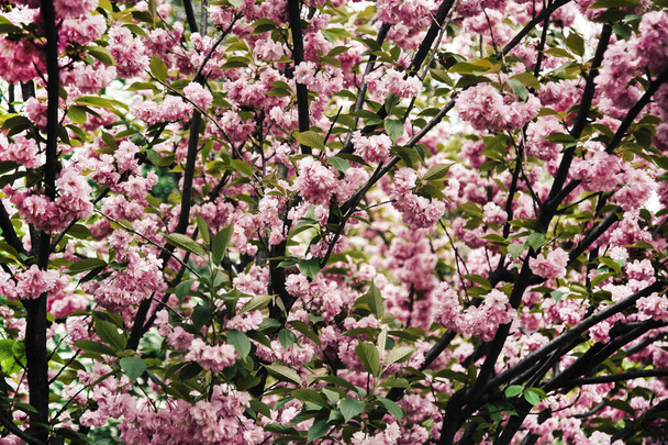 Hämmästyttävä Sakura kukkii kevät Sakura puu. Kaunis luonto
. - Valokuva, kuva