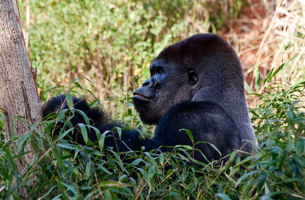 Gorilla - Valokuva, kuva
