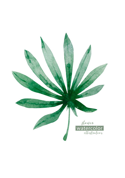 Watercolor floral on white background. Jungle leave. Palm leaf Similar illustration leaf geen color - Photo, Image