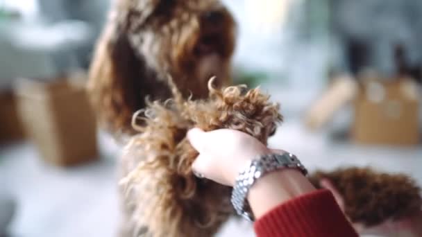 girl plays with curly dog - Footage, Video