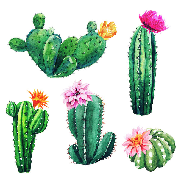 Watercolor set of cactus plants and succulents - Фото, изображение