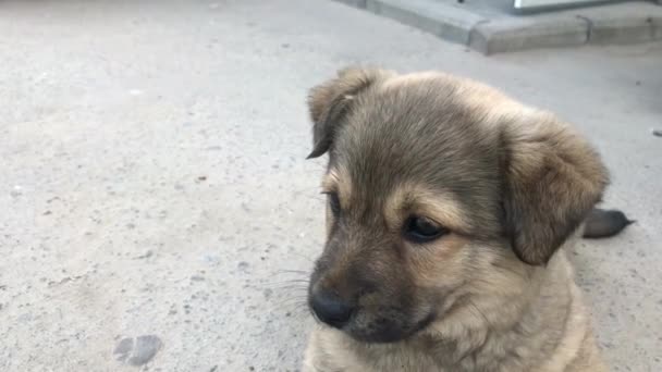 schattig hondje, hond met onderdak - Video