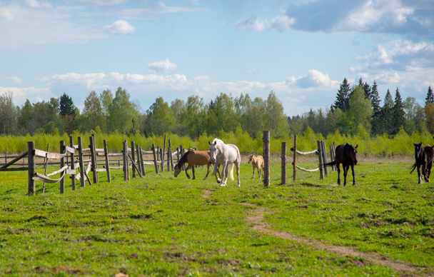 A herd of horses on the green grass. Horses, illuminated by the sun, enter the farm gate. - Foto, afbeelding