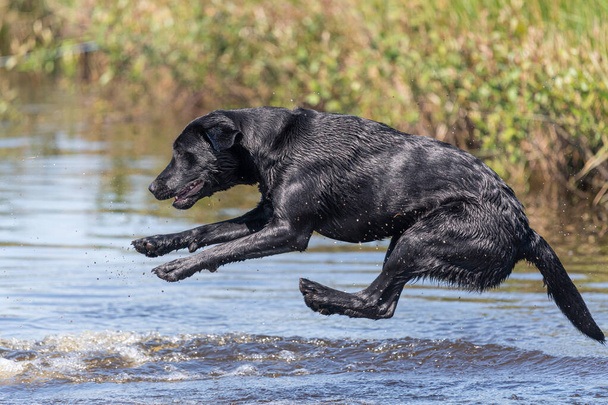 Strzał akcji mokrego czarnego Labradora skaczącego do wody - Zdjęcie, obraz