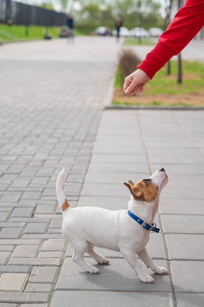 Clever puppy Jack Russell Terrier plays with the owner on the street. A thoroughbred shorthair dog jumping at the hand of an unrecognizable woman. Energetic pet in motion. - Фото, изображение