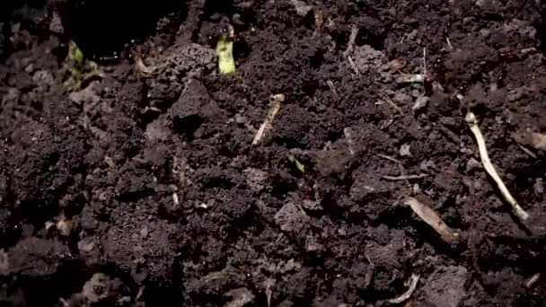 Detalhe do grupo de formigas negras em movimento
 - Filmagem, Vídeo