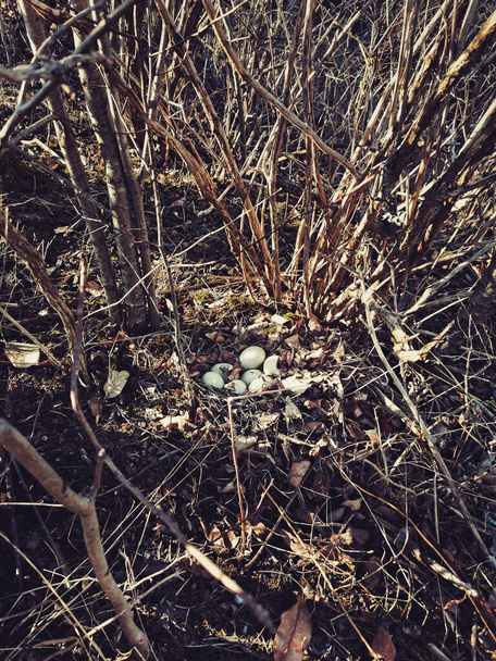 Witte eieren van wilde eend in het nest in het bos. Wildlife bird habitat en nieuw leven. Thuis voor verse pasgeboren kip. Seizoensgebonden lente natuur leven concept. - Foto, afbeelding