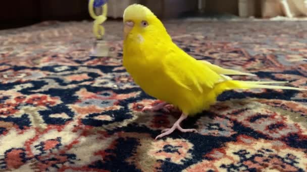 Маленький жовтий приятель розважається з іграшкою над килимом всередині будинку
 - Кадри, відео