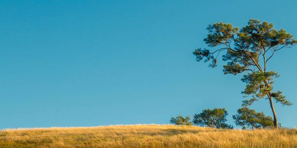 Eski yalnız çam ağacı ve alçak ufuk sarı çimen panoramik manzara derin düz ya da mavi gökyüzü, - Fotoğraf, Görsel