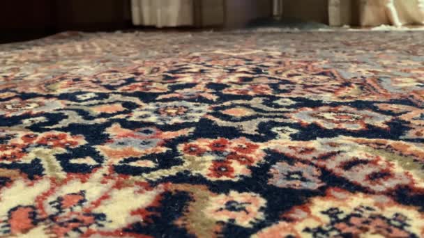 Kleiner gelber Wellensittich läuft über den Teppich im Haus - Filmmaterial, Video