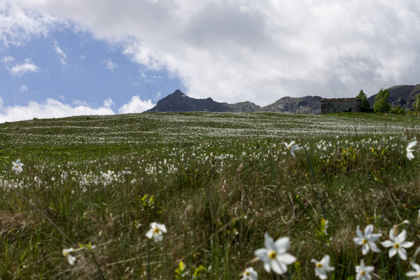 nárcisz virágos panoráma az olasz Alpokban - Fotó, kép