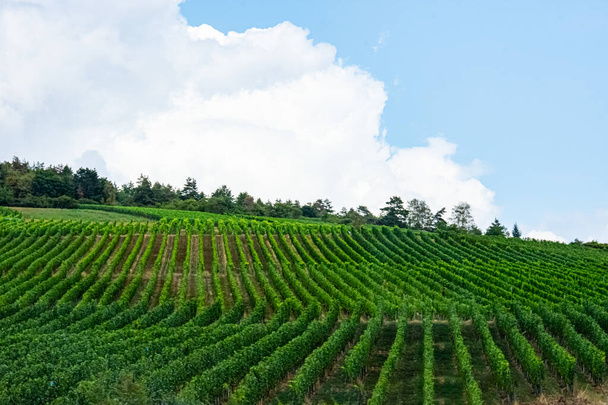 Hermoso paisaje de la viña verde sin gente en Alemania - Foto, Imagen