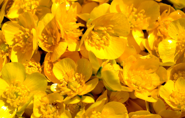 Купка квітів Ранункулуса відлякує (повзучий масляний кубок) фон
 - Фото, зображення