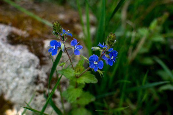 Hermosa verónica chamadris - flores azules en primavera. En la primavera, Verónica Chamaedrys florece en la naturaleza - Foto, imagen