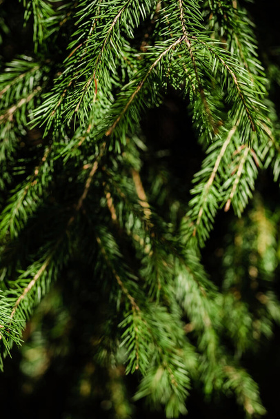 Branches of blue spruce. Close-up. Needles on the tree. Vertical shot. - Photo, Image