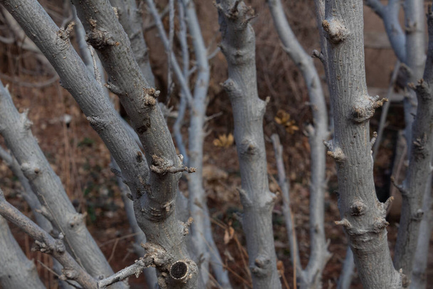 Background of bare branches, selective focus layers, horizontal aspect - Foto, afbeelding