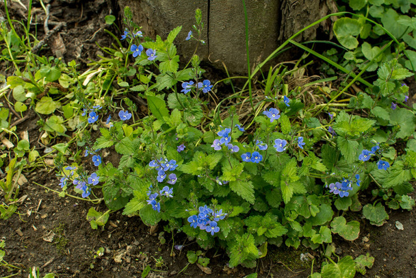 Krásná Veronica Chamadris - modré květy na jaře. Na jaře, Veronica Chamaedrys kvete v divočině - Fotografie, Obrázek