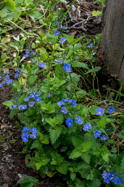 Beautiful veronica chamadris - blue flowers in spring. In the spring, Veronica chamaedrys blooms in the wild - Photo, Image