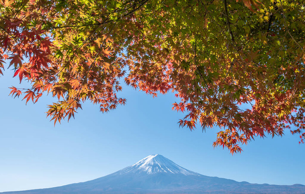 Monte Fuji in autunno con foglie d'acero colorate in primo piano
 - Foto, immagini