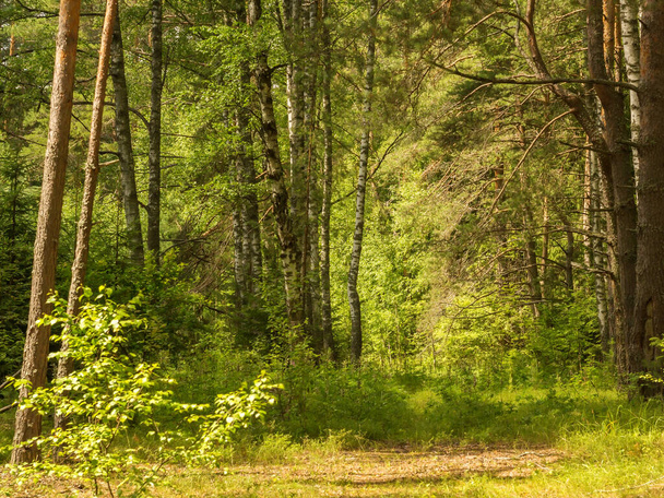 Стежка в змішаному сосновому, березовому лісі
 - Фото, зображення