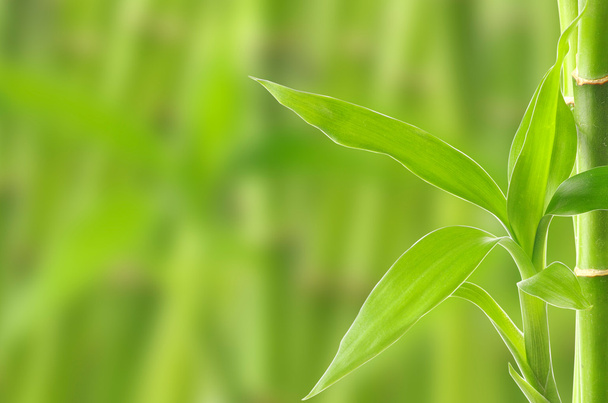 Bamboo background - Фото, изображение