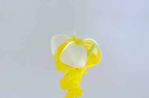 Frangipani or Plumeria flower with partial focus of dissolving yellow poster color in water for summer, abstract and background concept. - 写真・画像