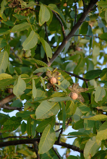 ώριμα καρυδιά σε δέντρο - Φωτογραφία, εικόνα