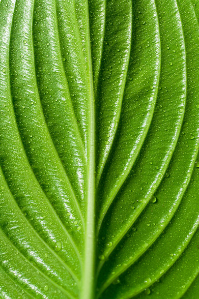 Green leaf texture. Natural leaf background with dew drops. - Photo, Image