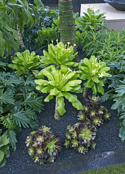 A floração Brighamia insignis close-up em um projeto de jardim tropical com succukents
 - Foto, Imagem