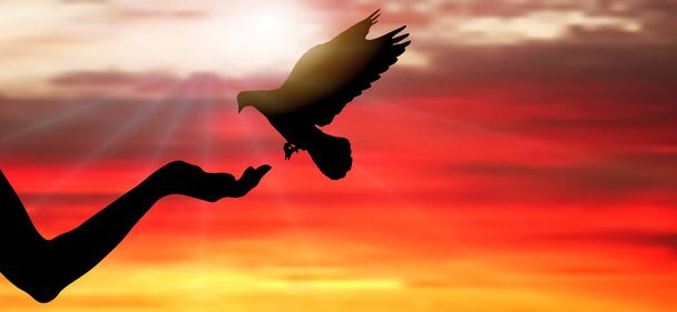 Silhouette of pigeon bird flies on woman's hand that has food for birds on background of sunset with rays of sun. Vector illustration - Vector, Image