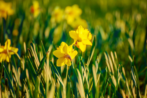 Beautiful yellow daffodils - Foto, imagen