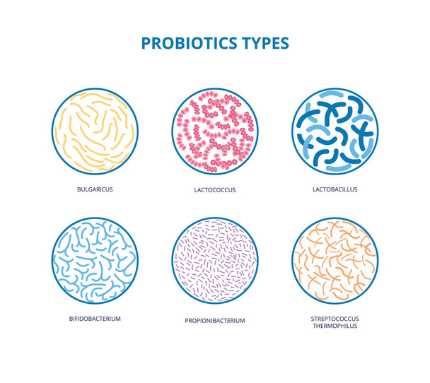 Gute Bakterienflora. Lactobacillen, Bifidobakterien, Escherichia coli Infografiken Vektorillustration - Vektor, Bild