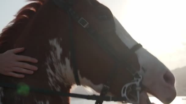 Közelkép személy lovaglás és simogatás a ló naplemente partvonalán lassított felvétel - Felvétel, videó