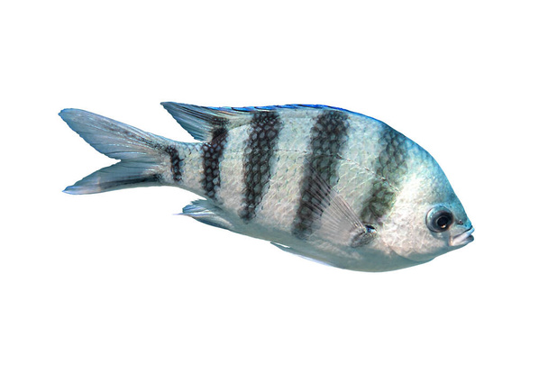 Scissortail Serant (Major, Pintano, Abudefduf) Isolated On White Background Індо-тихоокеанська тропічна риба. Морська риба, "Закрийте", "Сторона зору", "Відрізані". - Фото, зображення