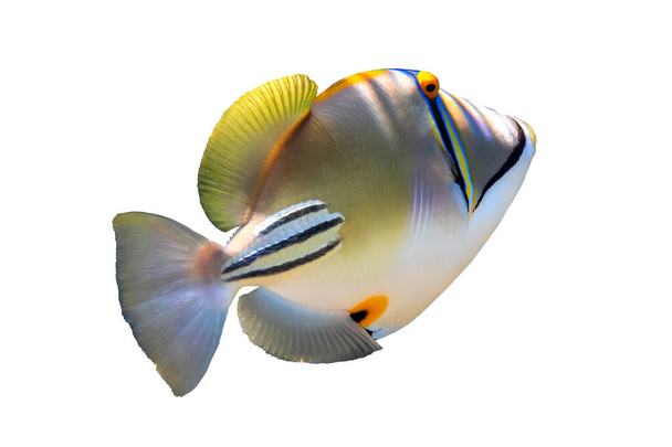 Picassofish árabe (Rhinecanthus assasi, Lagoa triggerfish) isolado em um fundo branco. Peixes tropicais brilhantes incomuns, Mar Vermelho, Egipto. Feche, vista lateral, corte. Foto subaquática
. - Foto, Imagem